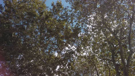 daytime, cinematic slow-mo, an upward view of trees and their leafy branches