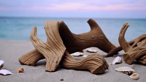 driftwood and seashells arrangement