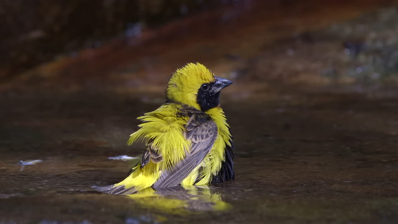 타베타 골든웨이버 물놀이