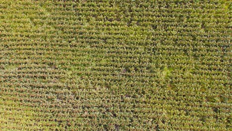 el avión no tripulado captura extensos campos de maíz y maíz