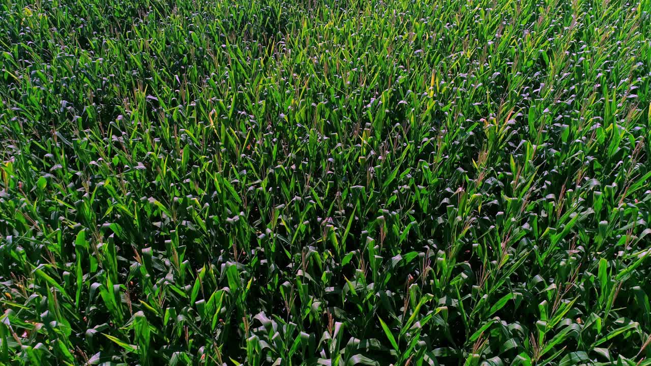 Corn field, slender stalks with broad, flat leaves forming green canopy