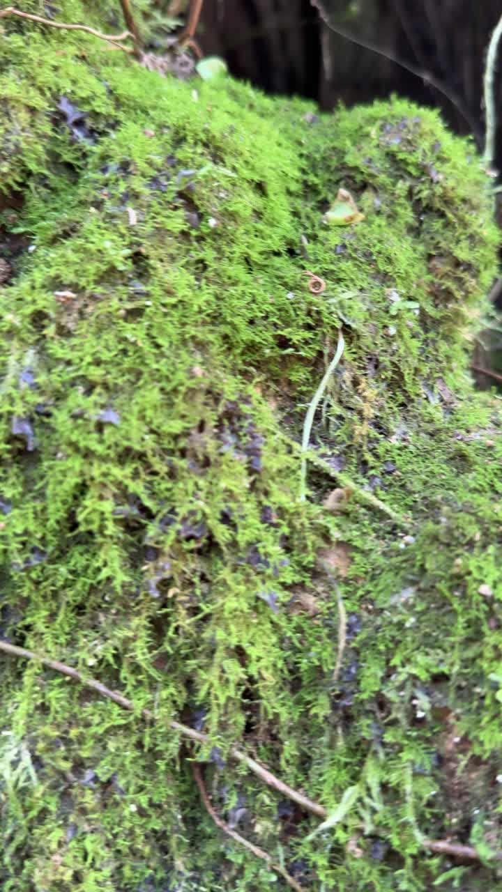 Primo piano di muschio verde vibrante che cresce in natura