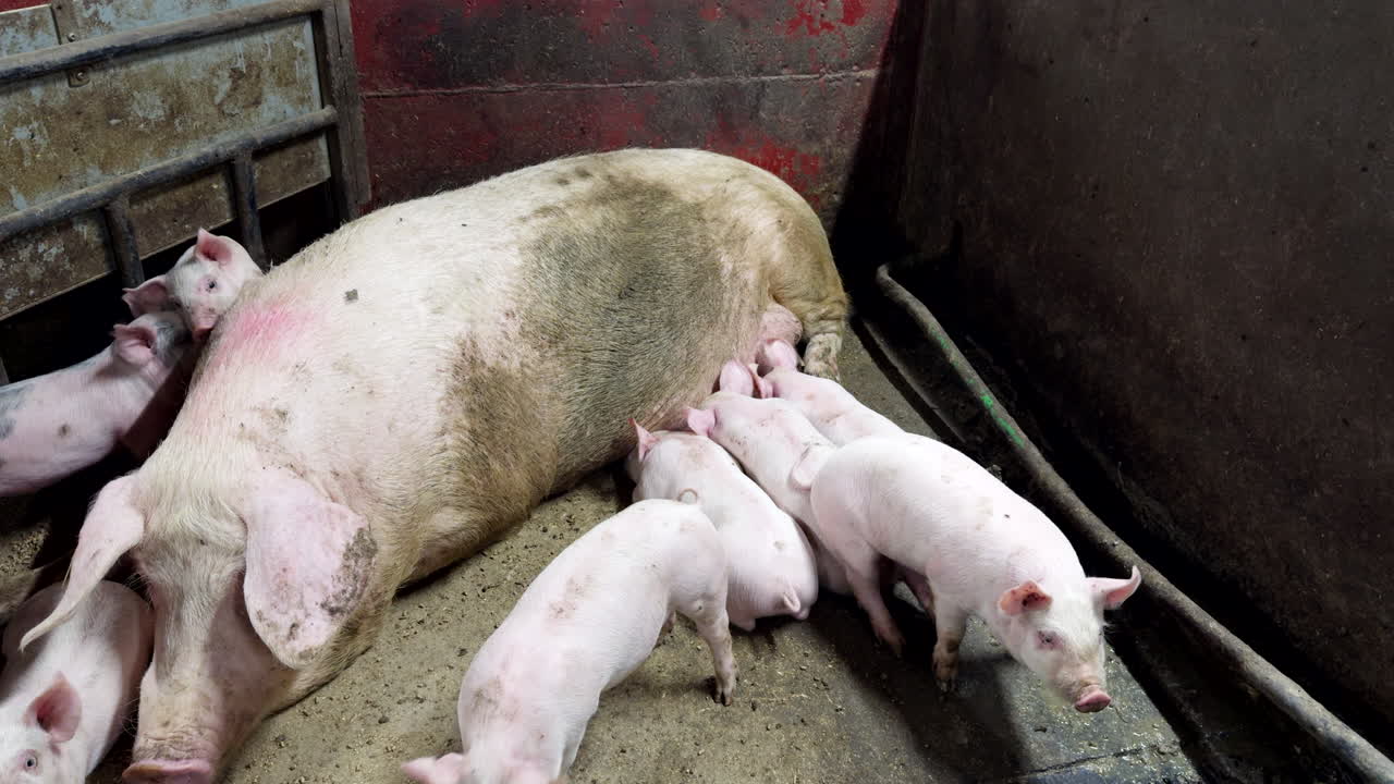 Piglets udder feeding, farming industry animals, livestock breeding