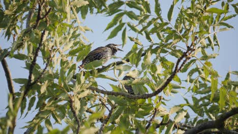 common starling sing on branch, static