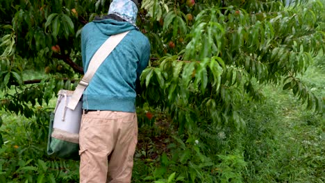 Farmhand-picking-peaches-in-an-orchard