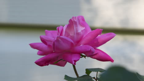 profile view of a single pink rose growing near a light colored wall, in partial shade