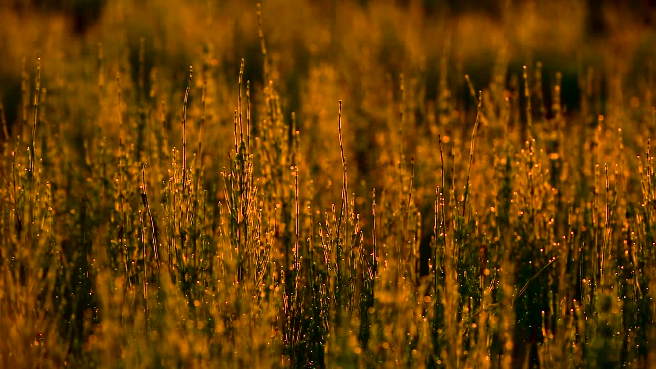 Equisetum arvense - field horsetail light by sunset - panning shot.