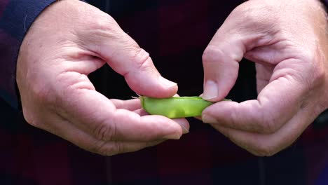 Crop-unrecognizable-farmer-opening-pea-pods-in-garden