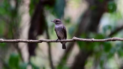 El-Papamoscas-Marrón-Asiático-Es-Un-Pequeño-Pájaro-Paseriforme-Que-Se-Reproduce-En-Japón,-Himalaya-Y-Siberia