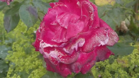 slow-motion of a red flower-rose moving due to a small breeze.