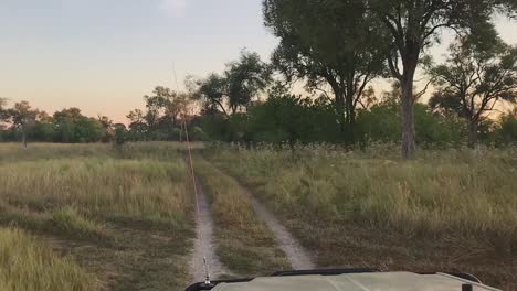 pov: vehículo de safari conduce por una carretera arenosa de dos carriles en la sabana de botswana