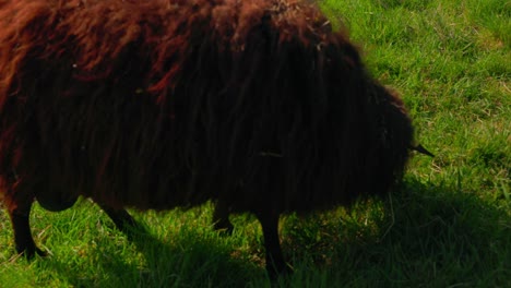 Sheep-Grazing-On-Green-Pasture---Close-Up