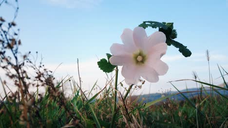 Hermosa-Flor-En-Un-Lugar-Tranquilo-Cerca-Del-Punto-Más-Alto-De-Mi-Ciudad