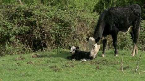 a black baldy cow with its calf lying on the green meadow on a hot sunny day - wide shot