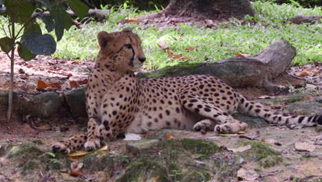 adult cheetah relaxing under the shade of a tree