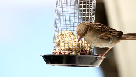 house sparrows in home garden eating food from feeding cage