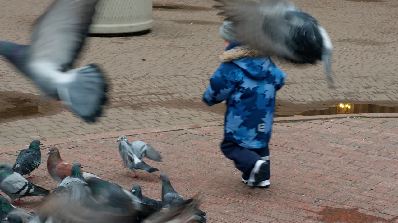 Caucasian toddler in blue jacket walks outdoors. Kid runs near the pigeons on the ground.