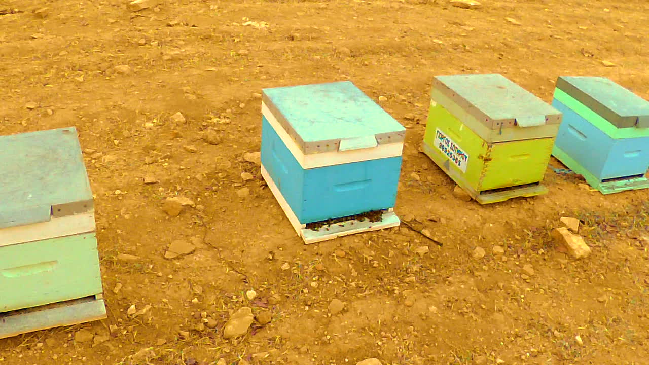 viendo una colmena de abejas ocupada