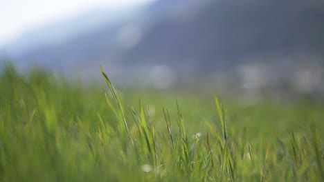 green grass in the middle of a field in the italian alps