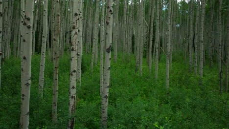 Luftkino-Drohne-Sonnig-üppiges-Grün-Perfekt-Dichter-Espenwald-Kebler-Pass-Crested-Butte-Telluride-Vail-Breckenridge-Atemberaubender-Friedlicher-Sommer-Rocky-Mountains-Colorado-Langsam-Rückwärts