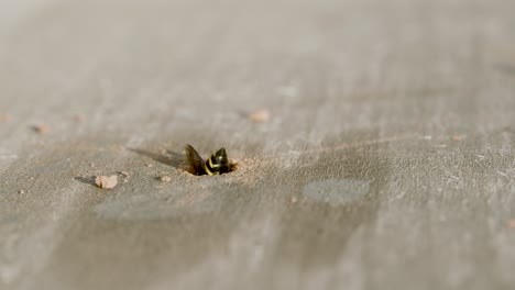 Potter-wasp-cleaning-their-nest-in-wood-hole-from-debris