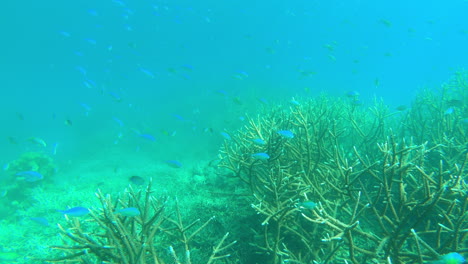 vibrant underwater coral reef with fish