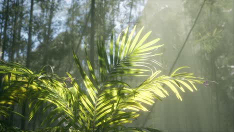 luz brillante brillando a través de la niebla húmeda y las hojas de la selva