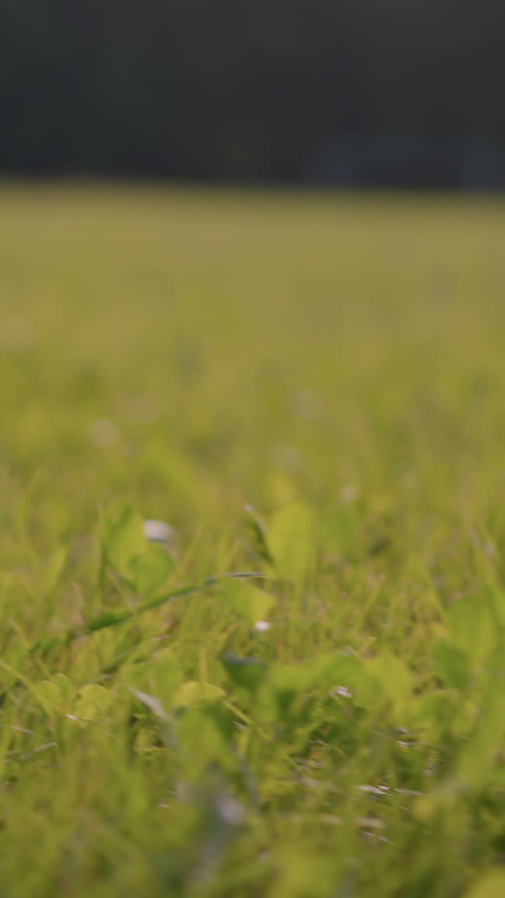primer plano de un campo de hierba verde y exuberante con detalles delicados de hojas y hojas de trébol, que se extienden en un fondo suavemente borroso, la luz del sol agrega calor