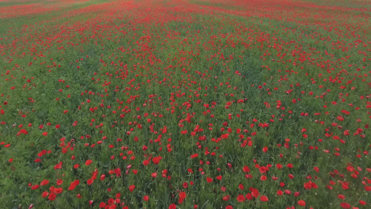 양귀비 필드-1에서 꽃이 피는 양귀비의 공중 촬영