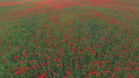 Aerial-Shot-Of-Flowering-Poppies-in-Poppy-Field-1