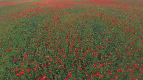 toma aérea de amapolas en flor en el campo de amapolas-1