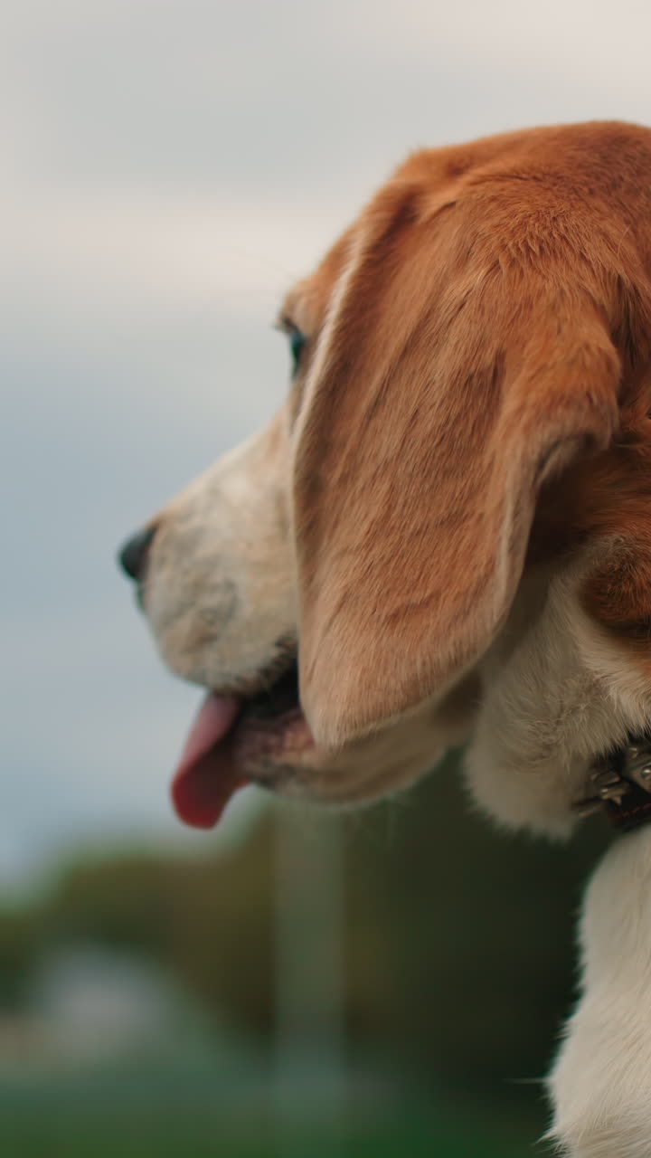 Cane allegro che esprime vivace felicità, cane eccitato all'aperto con un'espressione gioiosa, cane gioioso all'aperto che mostra un entusiasmo energico attraverso la sua espressione facciale animata