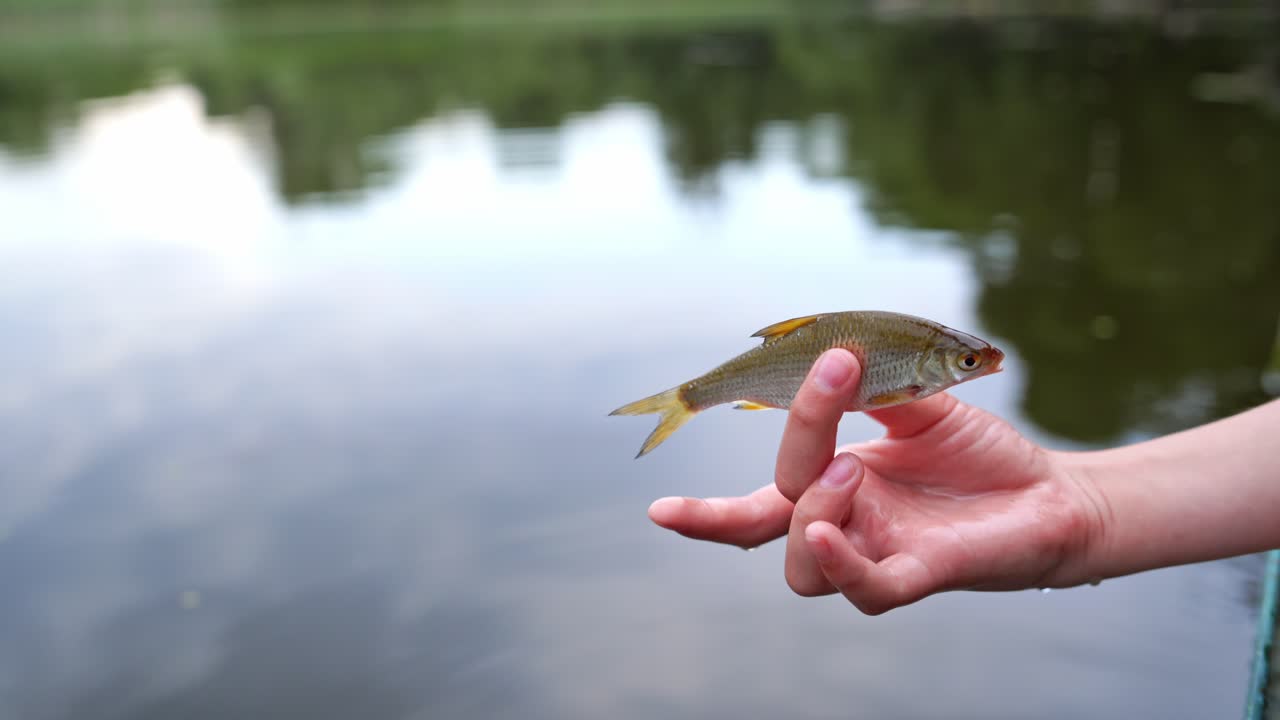 Small fish in women hand. Close up of holding fish against water