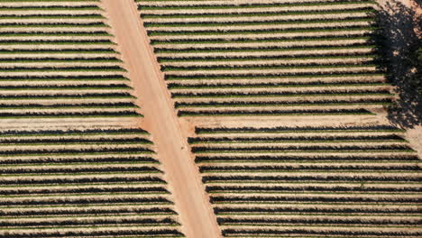 Traditional-Cape-Dutch-Farm-Of-Babylonstoren-Wine-Estate-In-Paarl,-South-Africa