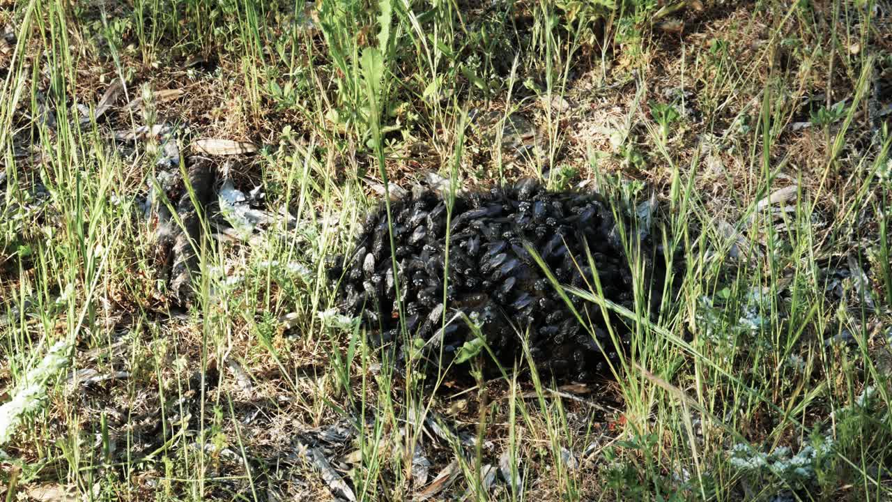 un estiércol de vaca cubierto de moscas