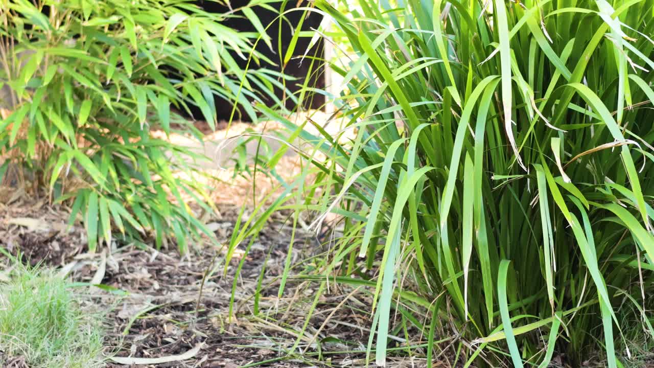 un jabalí se mueve a través de la vegetación exuberante