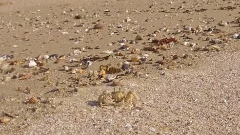 a curious little crab on glen gariff beach