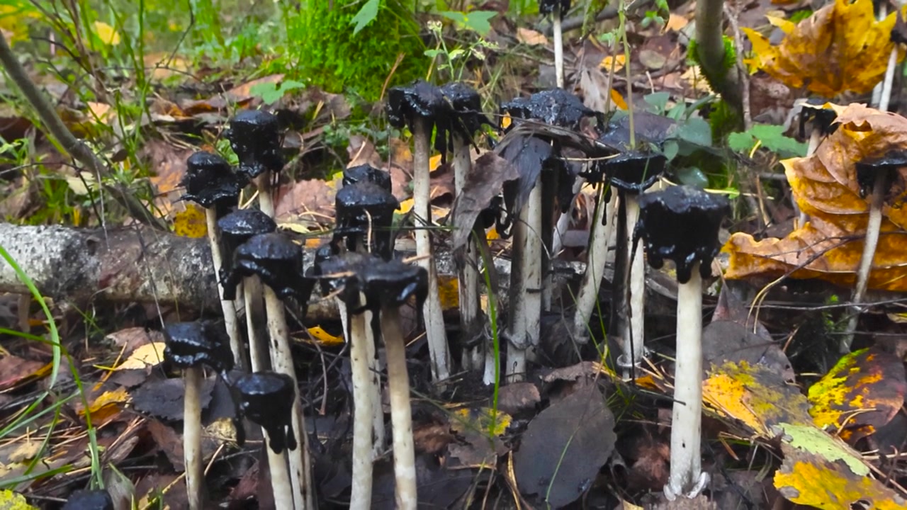 Filmagem em close-up de cogumelos brancos altos com chapéus pretos em um chão de floresta de outono com folhas amarelas e marrons caídas no chão ao redor deles. A câmera se afasta dos cogumelos.
