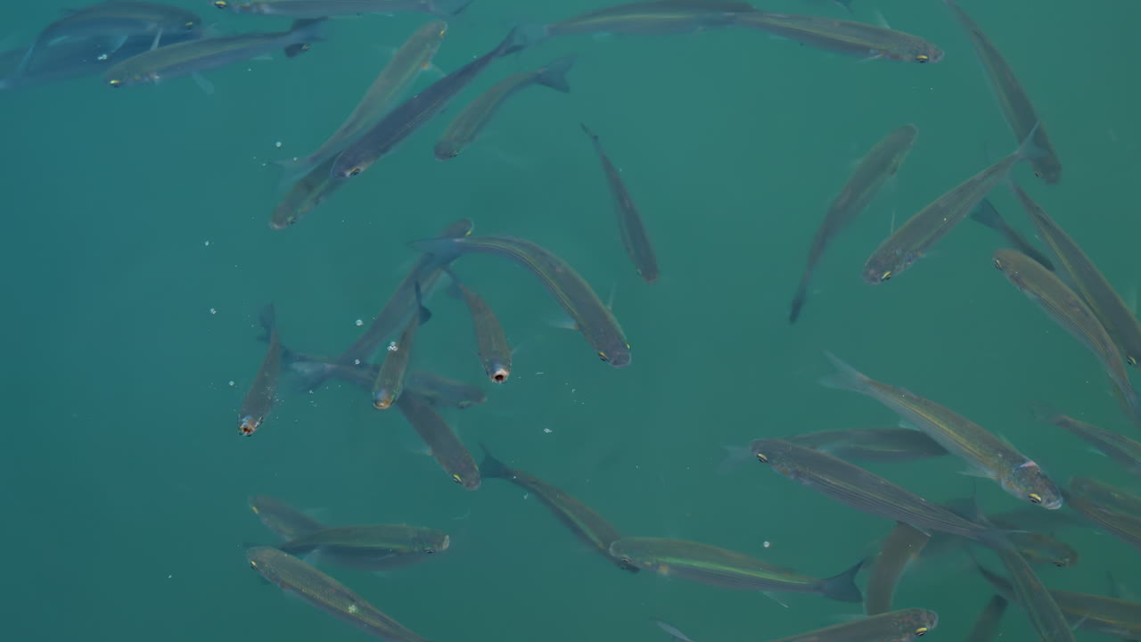 Group of fish swimming gracefully in crystal clear turquoise water