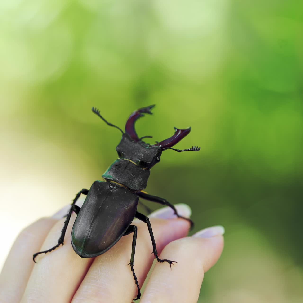Stag beetle in hand. Lucanus cervus. Fighting beetles