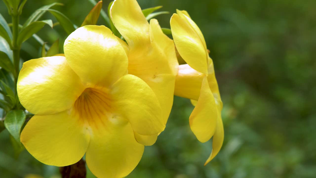 Vivaci fiori a trombetta gialli si muovono delicatamente su uno sfondo verde tenue alla luce naturale del giorno