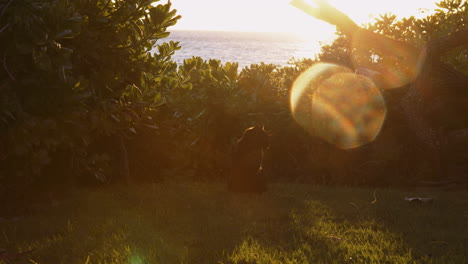 rückansicht einer einsamen streunenden katze, die an einem sonnigen morgen in der nähe von wailea beach resort, maui, hawaii, auf einem rasen in der nähe von büschen mit blendenfleck sitzt