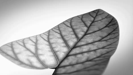 monochrome close-up of leaf veins