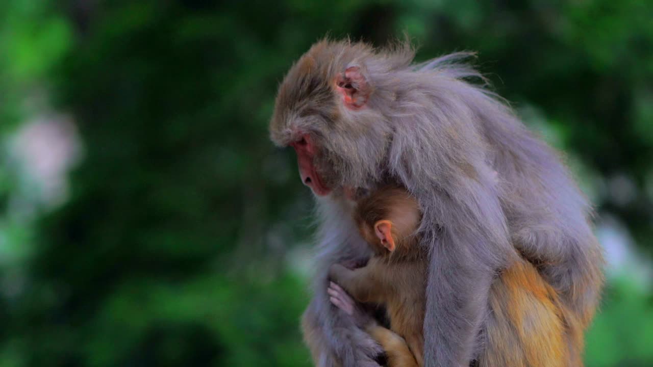 mono hembra cuidando a su bebé recién nacido y mirando los alrededores
