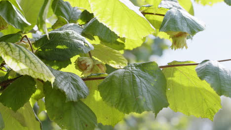 Nahaufnahme-Reifer-Haselnüsse-Auf-Einem-Haselbaumbündel-Im-Garten,-Anbau-Roher-Nüsse,-Erntezeit,-Natürliche-Nahrung