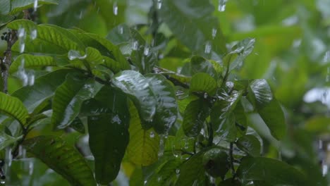 water-falling-from-Guava-peru-tree