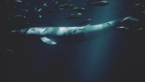 a whale swimming through the ocean with a school of fish