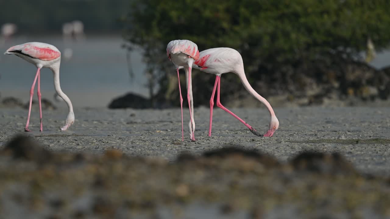 aves migratorias mayores flamencos en busca de alimento en los manglares fangosos del pantano - bahrein