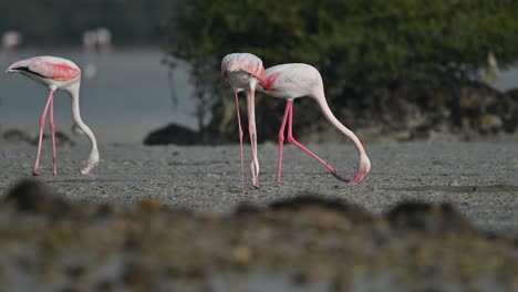 migratory birds greater flamingos looking for food in the marsh muddy mangroves – bahrain