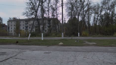 dogs lying on the grass in chernobyl exclusion zone - abandoned building in the background - wide shot